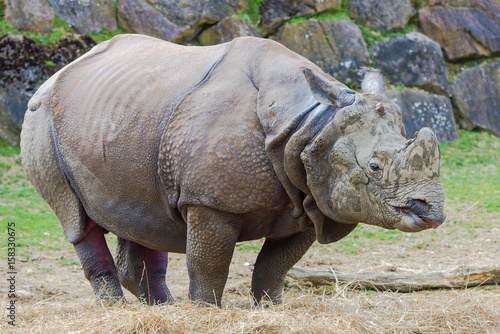  Indian rhinoceros  Rhinoceros unicornis  profile