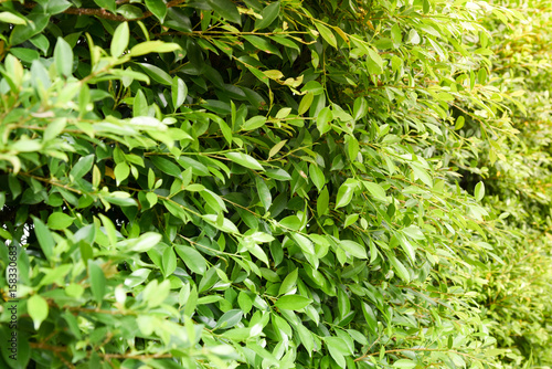 Indonesia banyan tree leaves