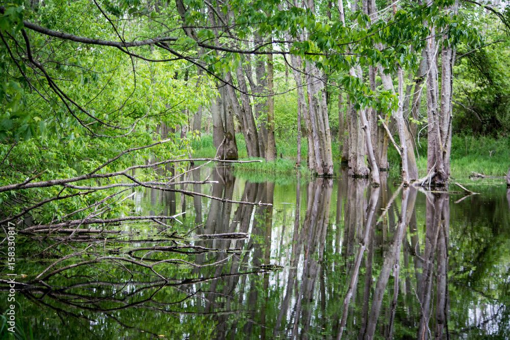 Obraz premium small pond trees