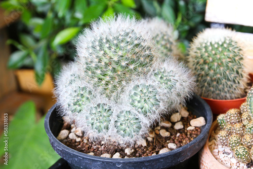 Small cactus in a pot