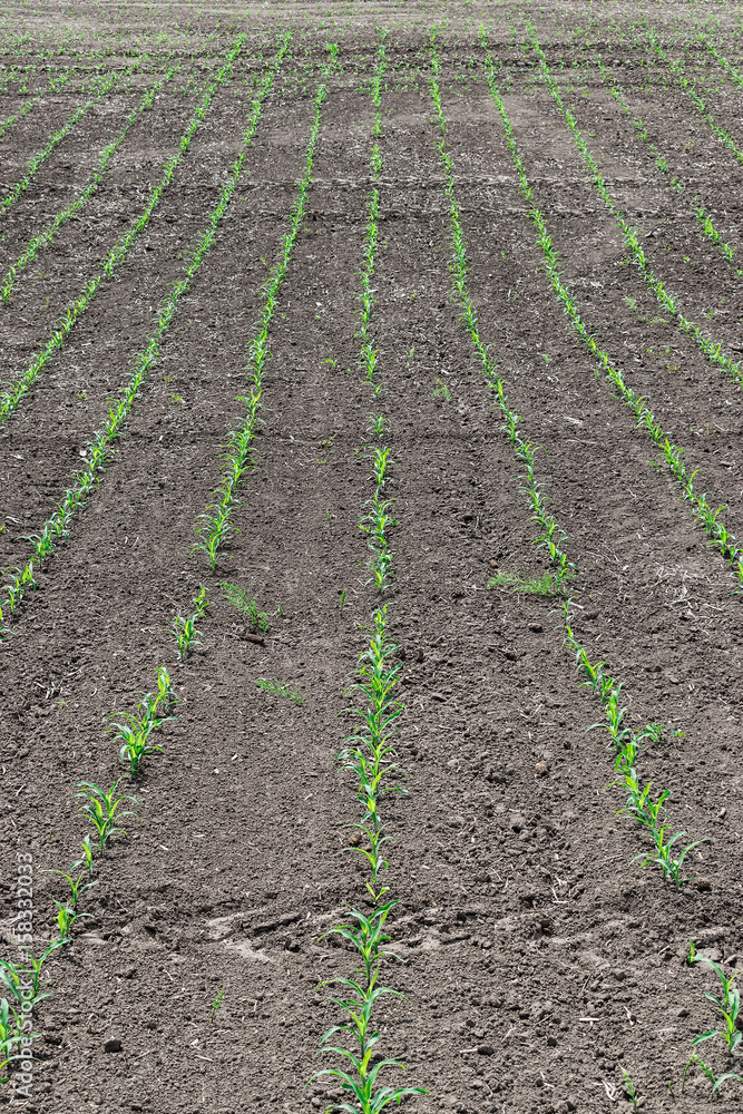 Corn field in summer