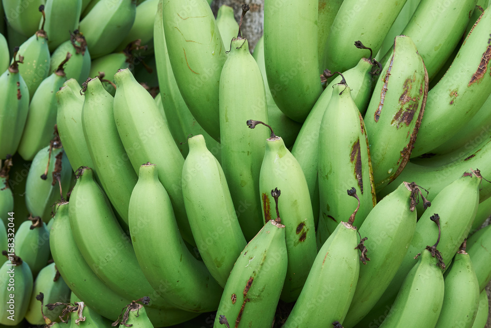 Fresh bunch banana, close up. tropical agriculture.