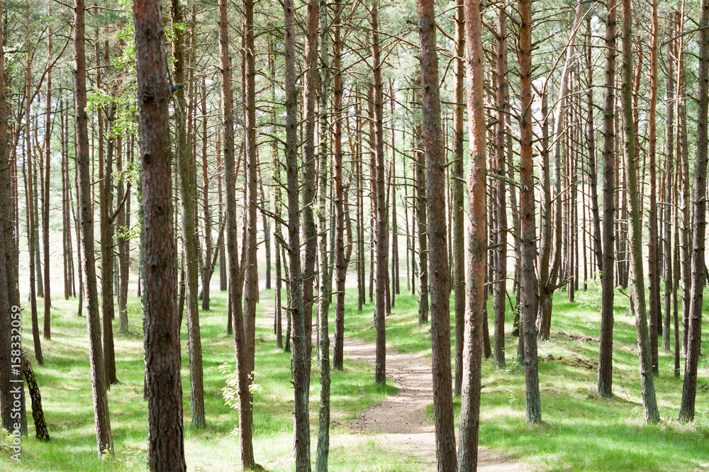 Fototapeta premium SONY DSC