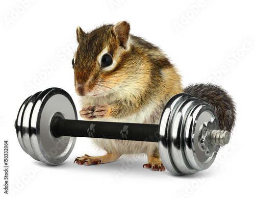 Funny fat animal chipmunk with dumbbell, fitness concept © dimj
