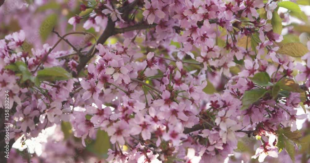 pan shot of sakura in bloom in sunny spring day, 4k 60fps prores footage pan shot of sakura in bloom in sunny spring day, 4k 60fps prores footage