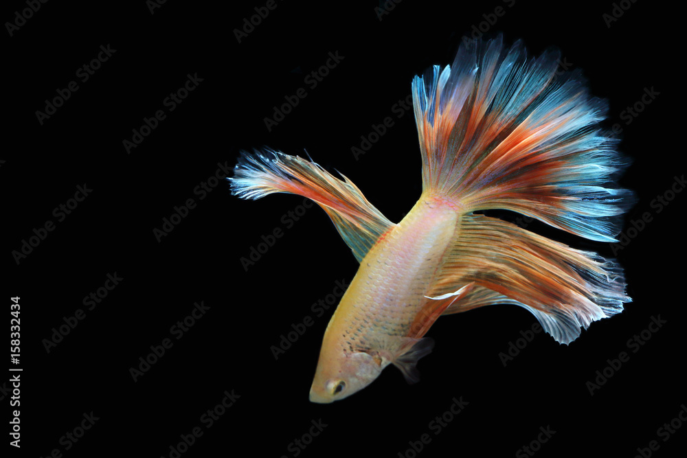 Yellow fighting fish on a black background. Yellow fighting fish on a black background.