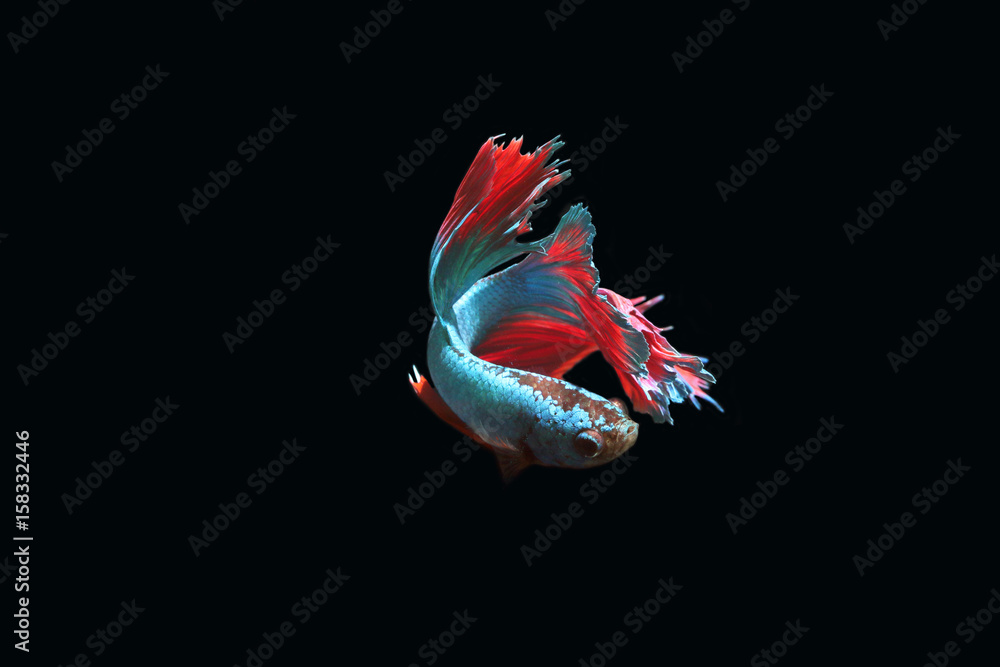 Naklejka premium Blue fighting fish on a black background.