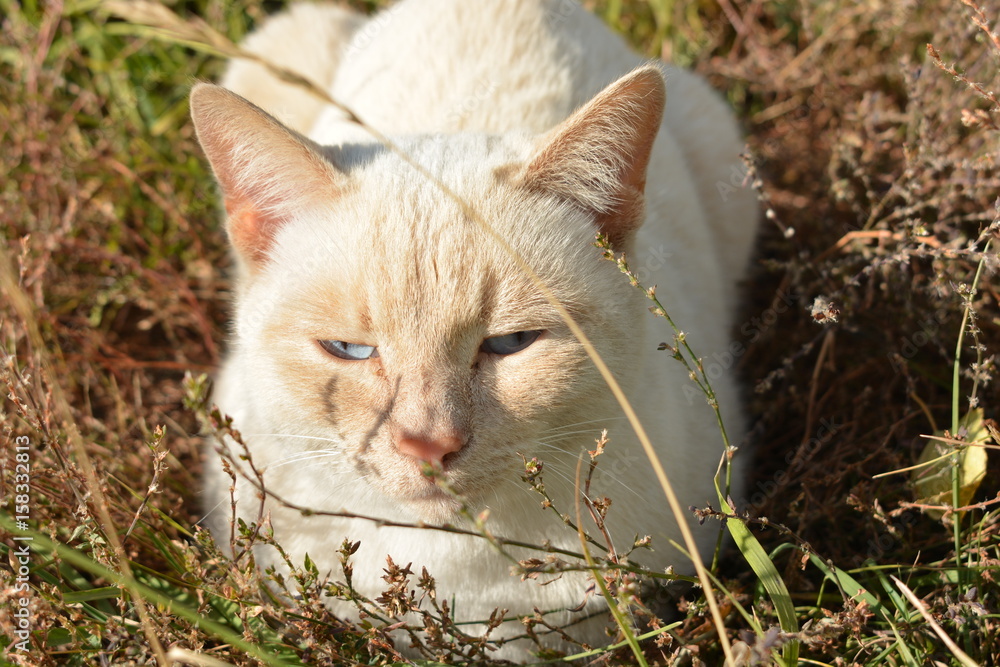 The cat in the grass lies