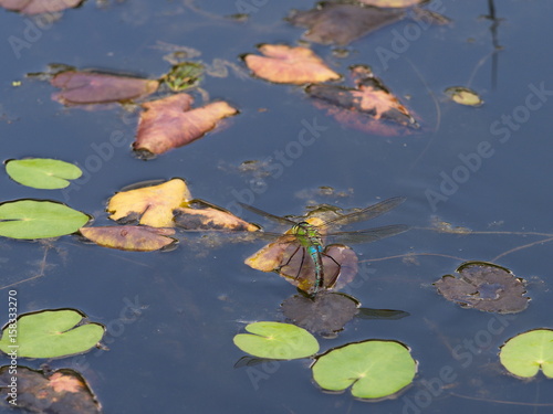 Eiablage einer Libelle - Dragonfly lay eggs 