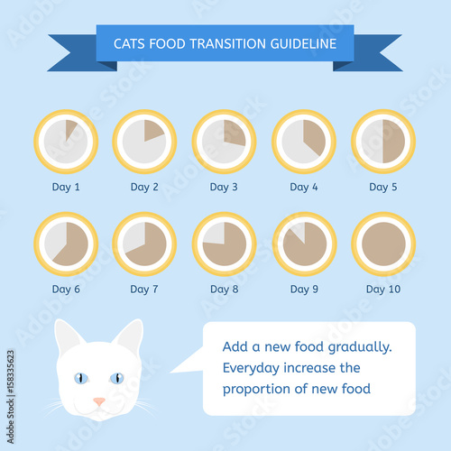 Cats food transition guideline. Infographics about feeding animals