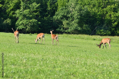 deers grazing on the meadow © Pavol Klimek