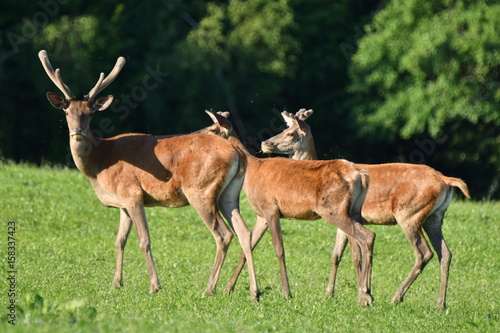 deers grazing on the meadow