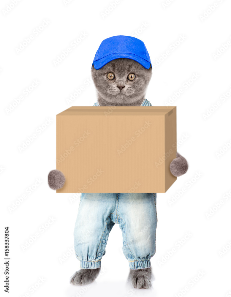 Funny cat delivering a big package. isolated on white background Stock