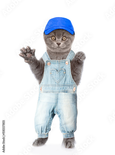 Cat in jeans overalls and hat. isolated on white background © Ermolaev Alexandr