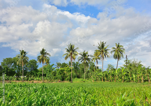 Coconut tree in field garden with blue sky background.