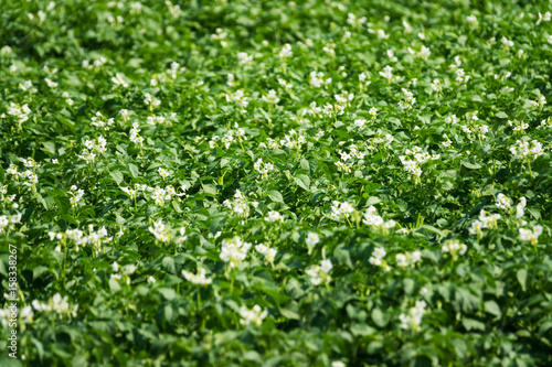 Kartoffelfeld in Blüte © thongsee