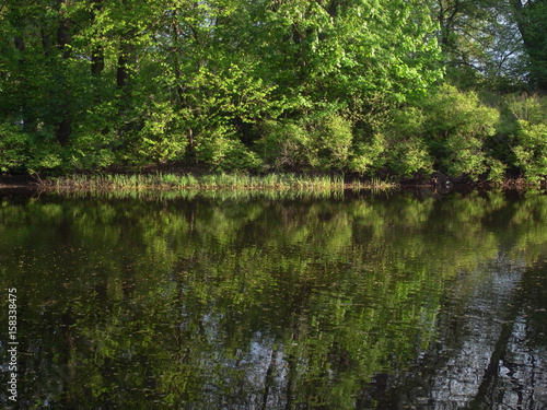 Quiet pond in the park. Early summer.