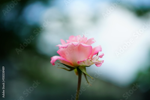 분홍 장미(pink rose)