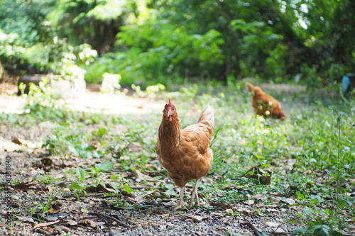 Free range hen in organic farm © phorploy