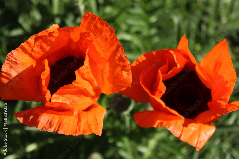 Papaver oriental / poppy on a sunset Papaver oriental / poppy on a sunset
