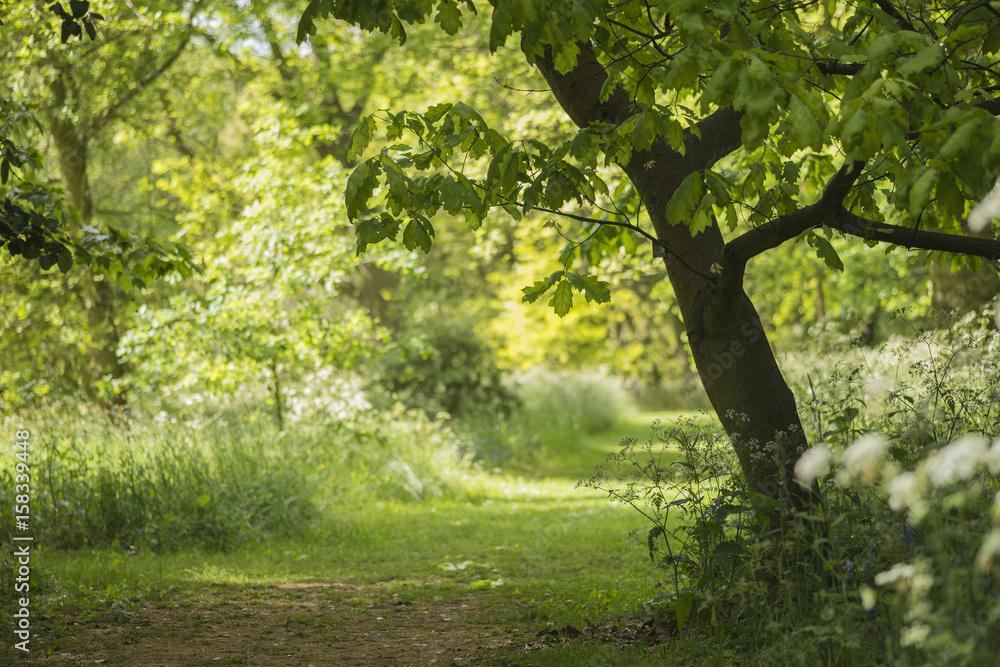 Obraz premium Lovely shallow depth of field fresh landscape of English forest and countryside in Spring sunshine