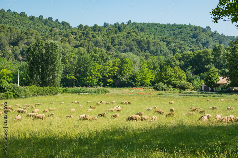 Fototapeta premium Troupeau de moutons à la ferme de Provence. France.