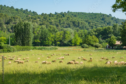 Troupeau de moutons à la ferme de Provence. France. © Marina