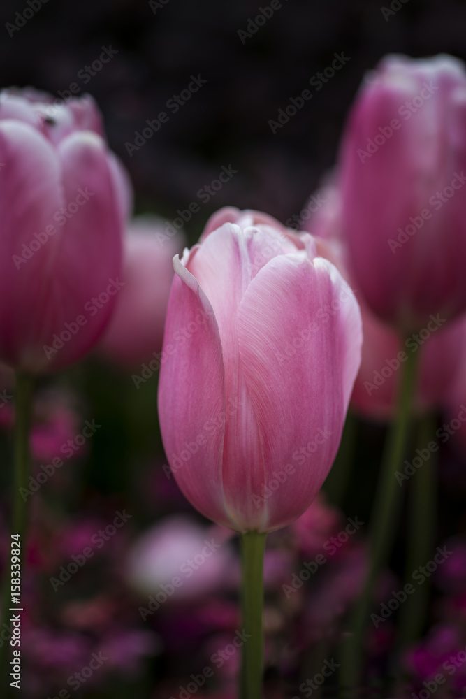 Beautiful artistic close up macro image of Spring tulip with shallow depth of field