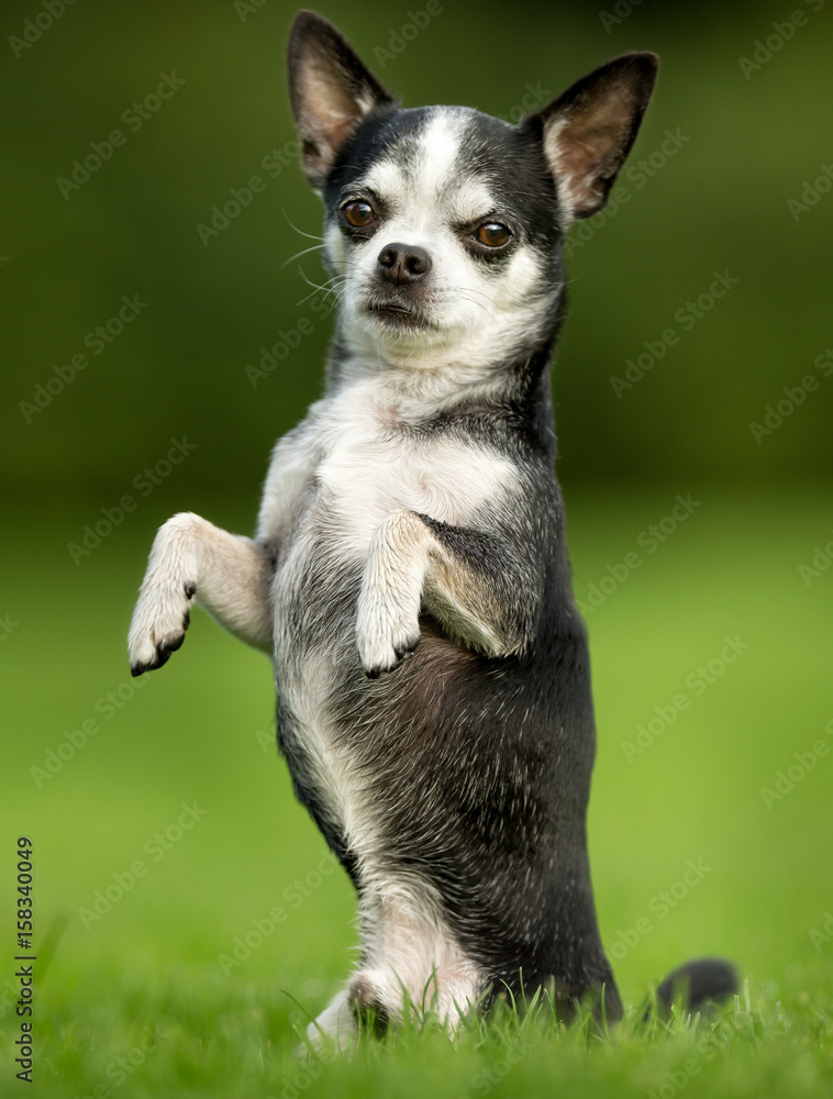 Chihuahua Dog on Grass