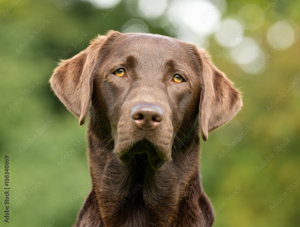 Labrador Retriever Dog