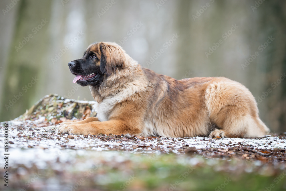 Leonberger dog