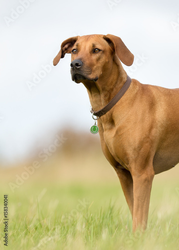 Fototapeta Naklejka Na Ścianę i Meble -  Brown Dog Outdoors in Summer