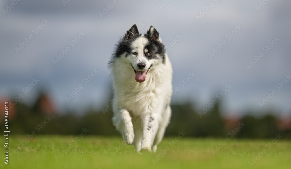 Happy active dog