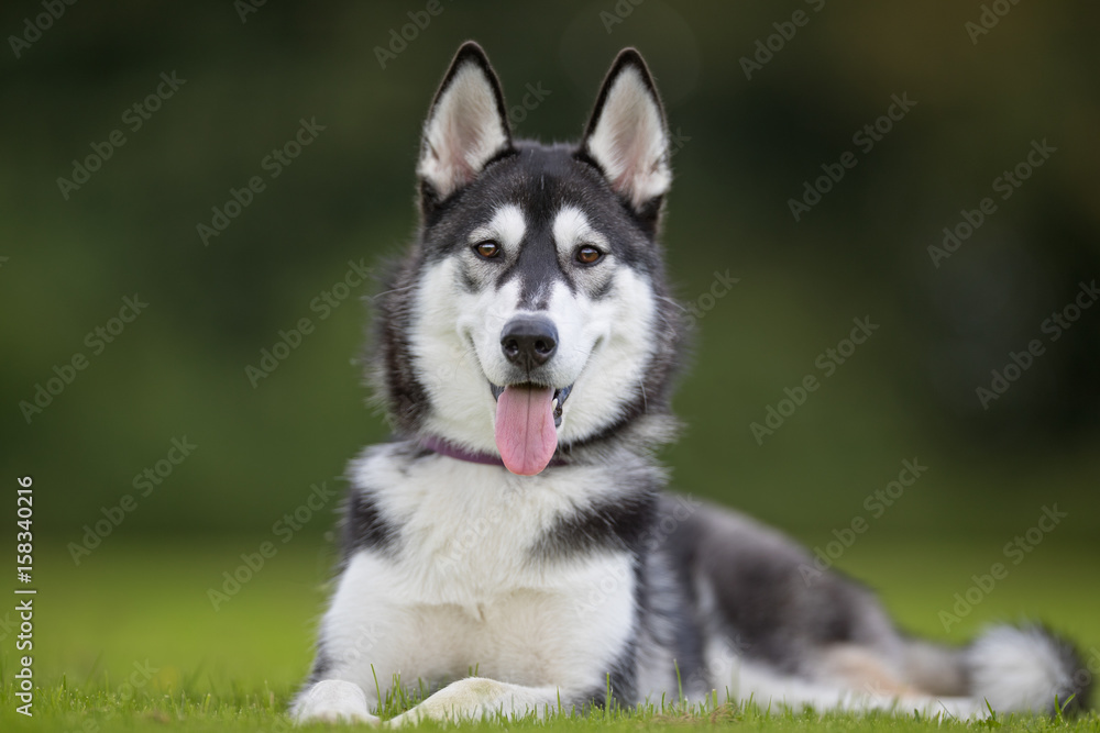 Young siberian husky dog