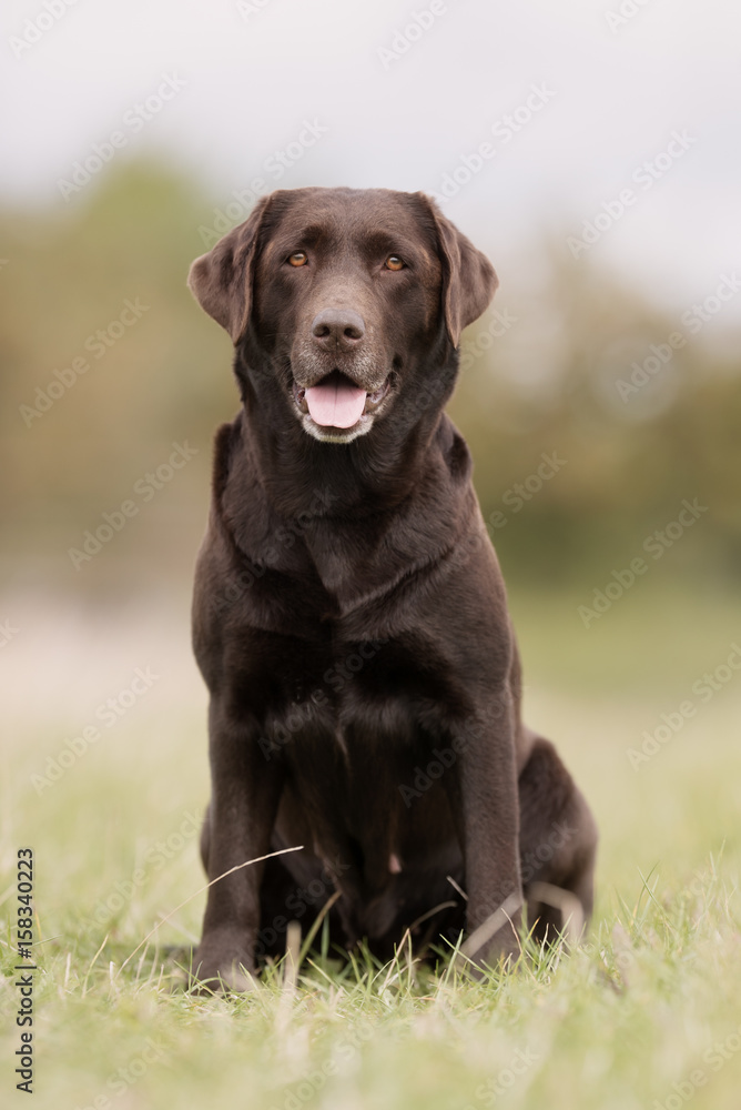 Brown labrador retriever dog