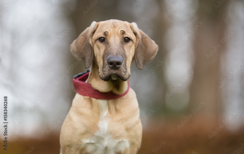 Dog in nature