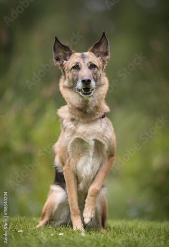 Dog on grass