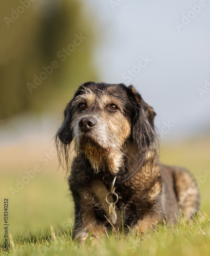 Dog in nature