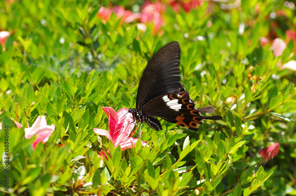 Fototapeta premium モンキアゲハ