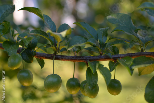 Unripe plums on a branch