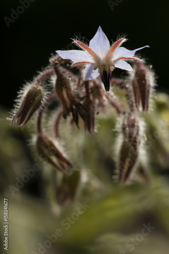 Flowers and buds of starflower photo