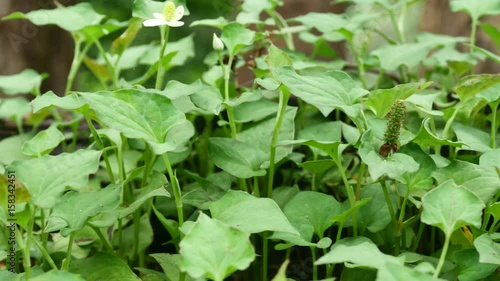 Wallpaper Mural Houttuynia cordata Torontodigital.ca