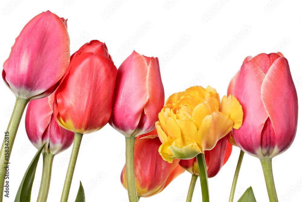 Fototapeta premium Isolated tulips on a white background