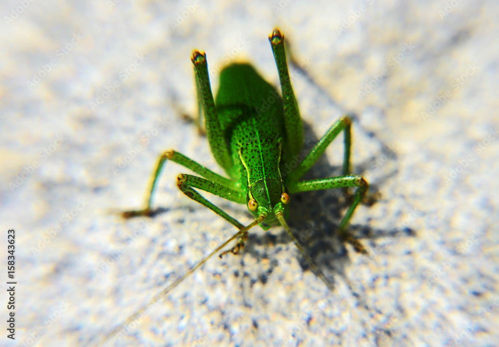 Fototapeta premium Zikade