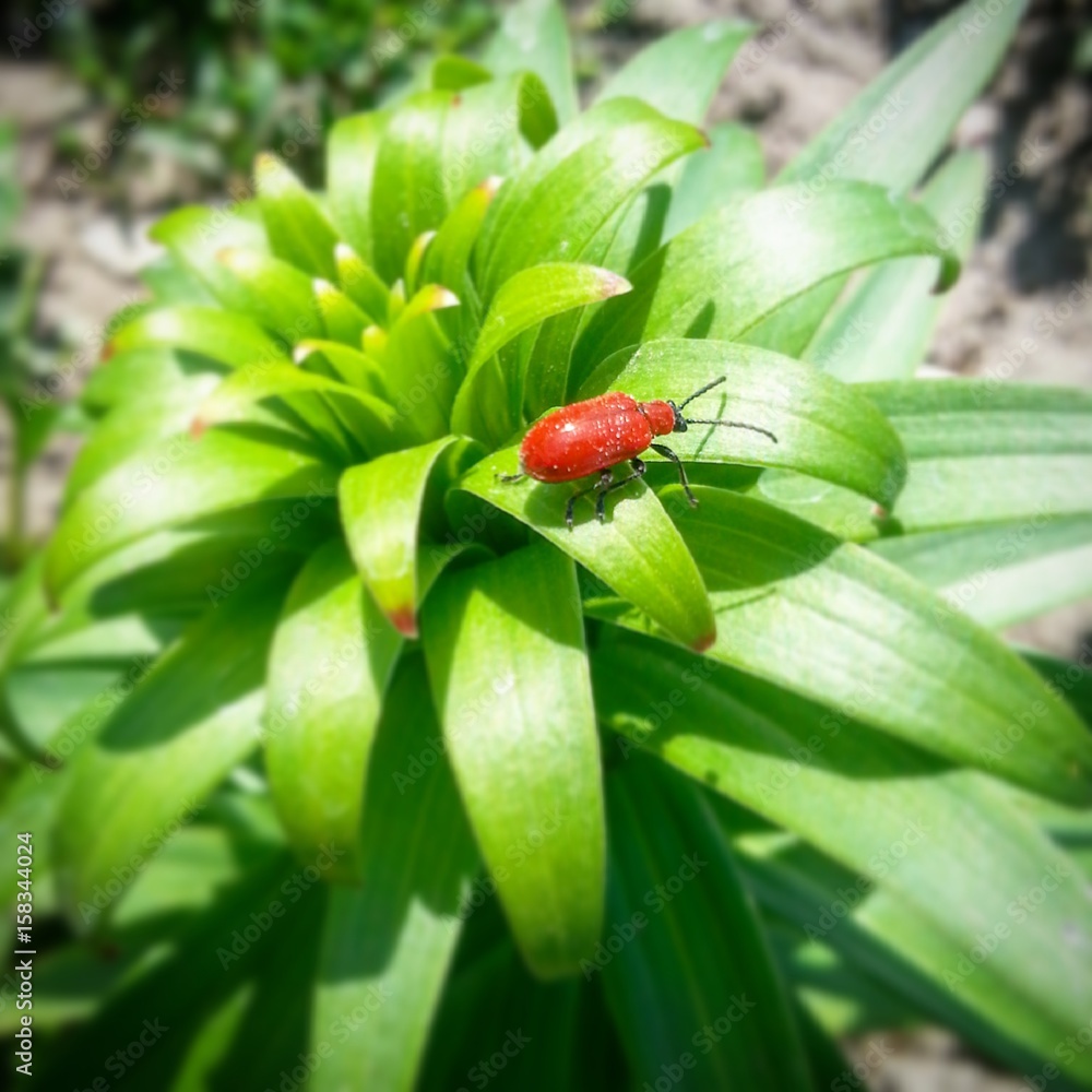 Fototapeta premium Вредитель на лилии.