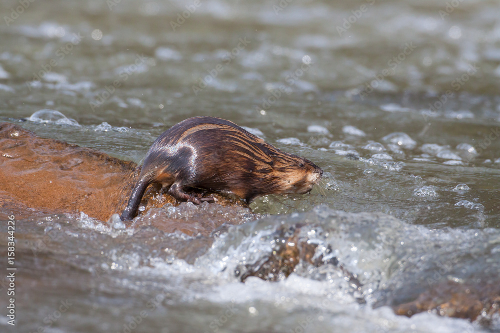 Fototapeta premium Bisam