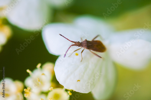 viburnum