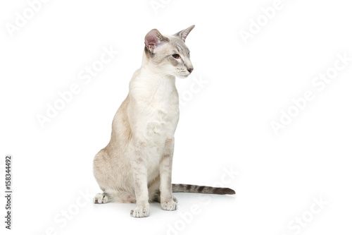 Fototapeta Naklejka Na Ścianę i Meble -  Beautiful oriental siam cat