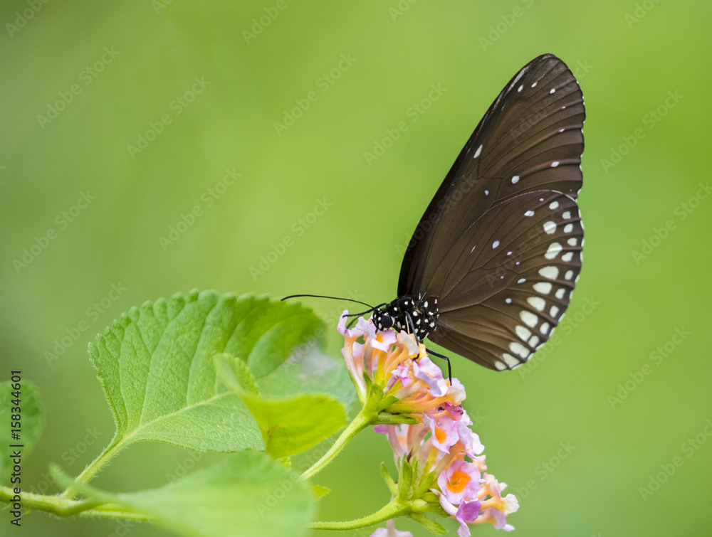 Beautiful butterfly perched on a flower. Insect Animals. Beautiful butterfly perched on a flower. Insect Animals.