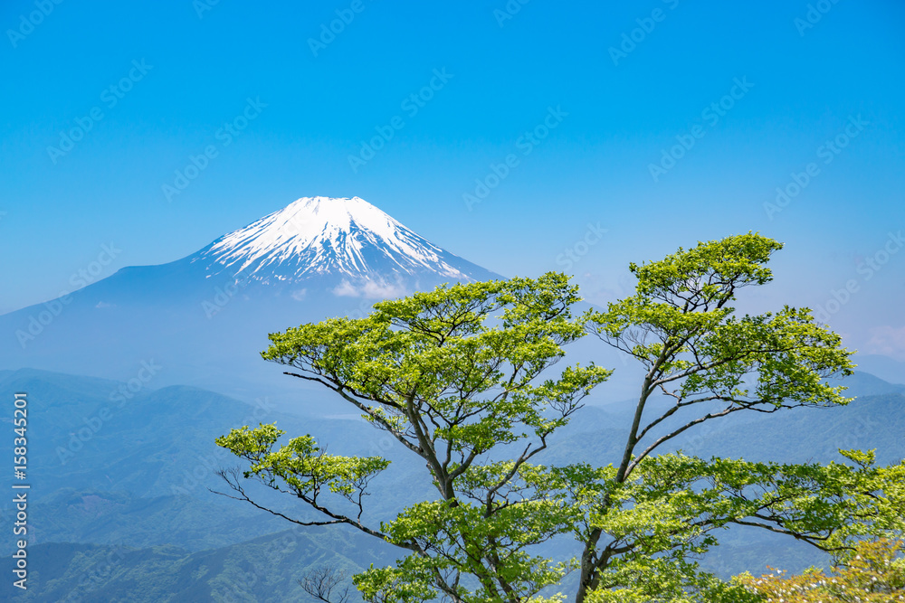 Fototapeta premium 西丹沢から見る富士山